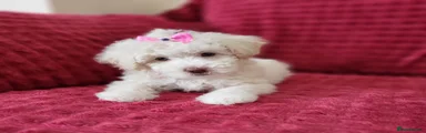 Poochon Puppy 2