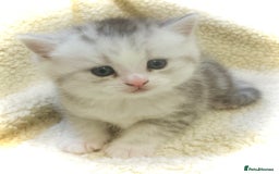Persian cats for sale:  Persian cross now reserved.  - Image 2