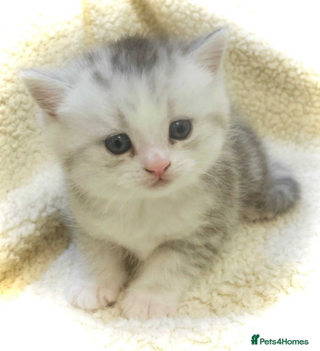Persian cats for sale:  Persian cross now reserved.  - Image 2