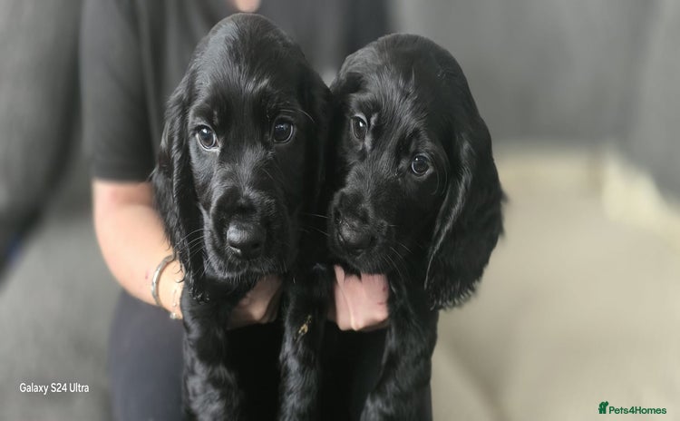 Cocker Spaniel dogs - Advert 7