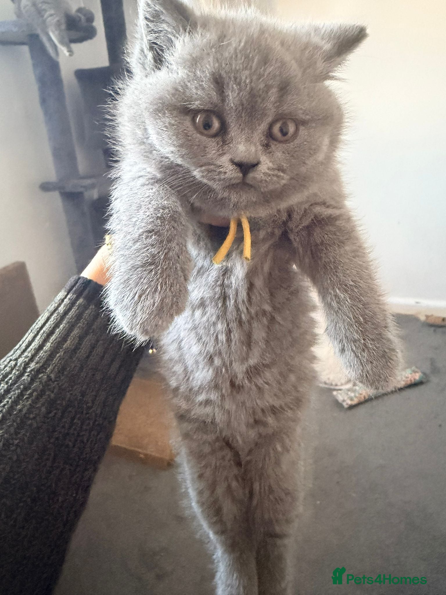 British Shorthair cats NEW PHOTOS - GCCF British Shorthair Blue Kittens - Advert 2