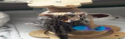 Bengal cats for sale: Bengal kittens - Advert 3