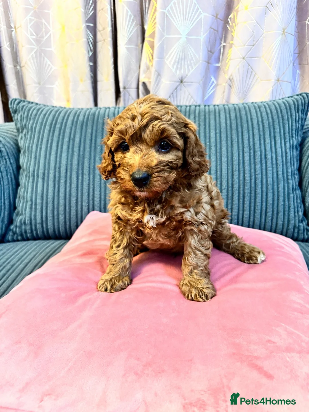 Cockapoo dogs for sale: Mini cockapoo F2 - Advert 2