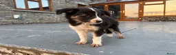 Border Collie dogs for sale: Beautiful Welsh Border Collie Puppies in Brecon - Advert 30