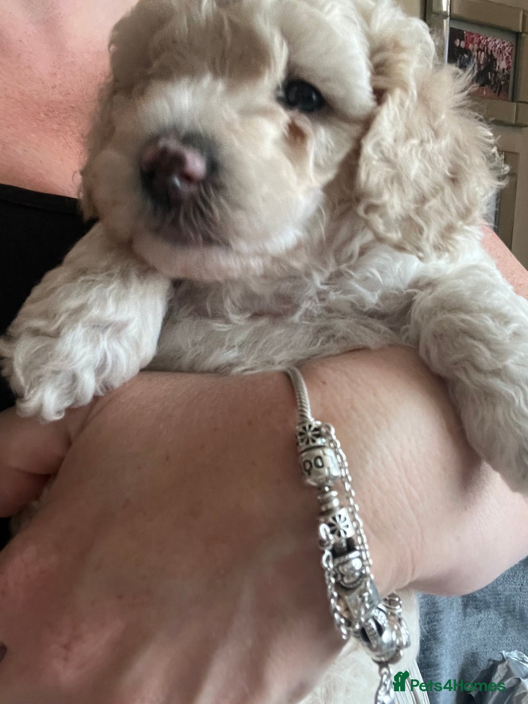 Poochon dogs for sale: 2 poochon girls available  - Image 14