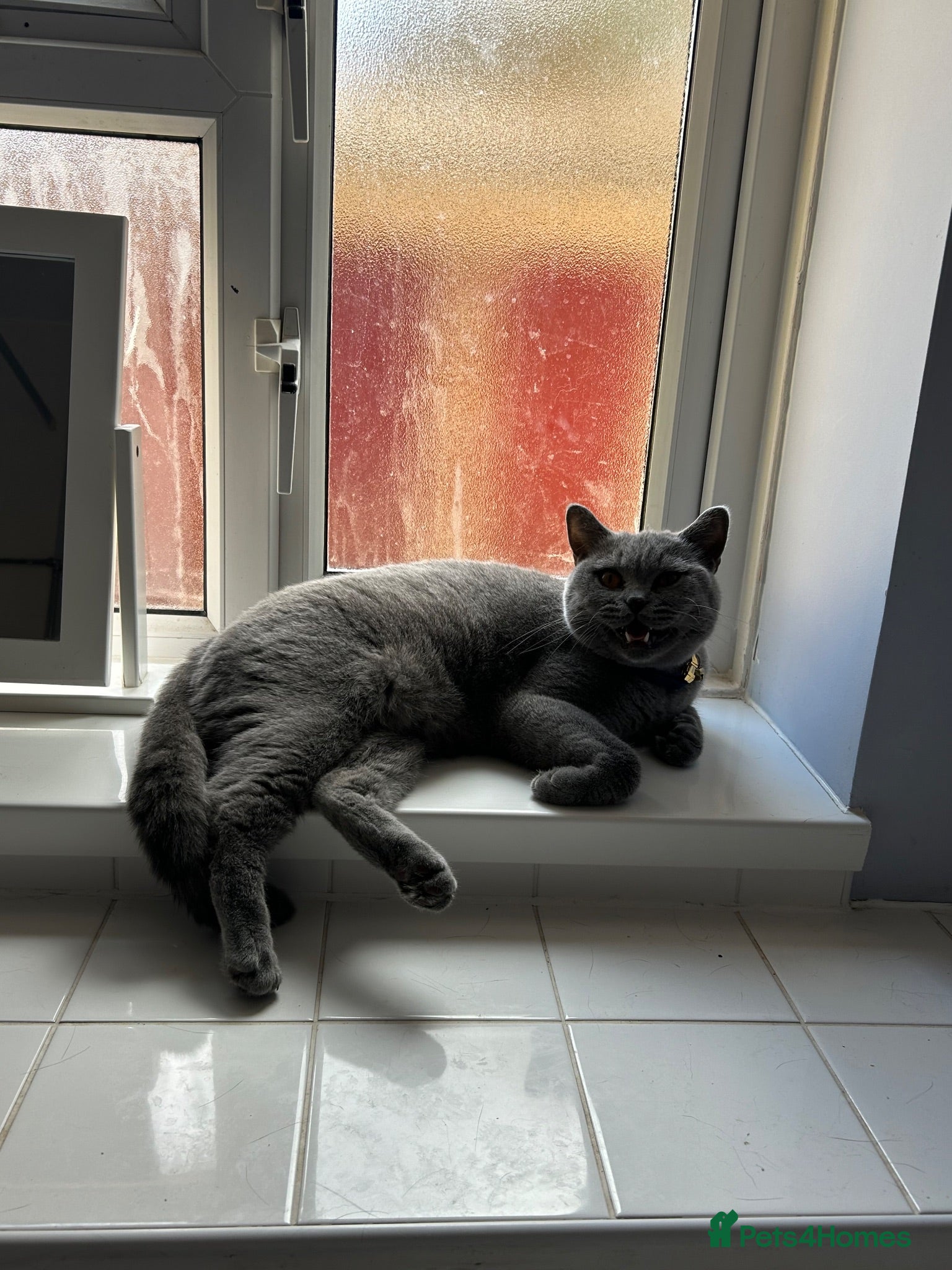 British Shorthair cats Beautiful blue British shorthair cats  - Advert 1