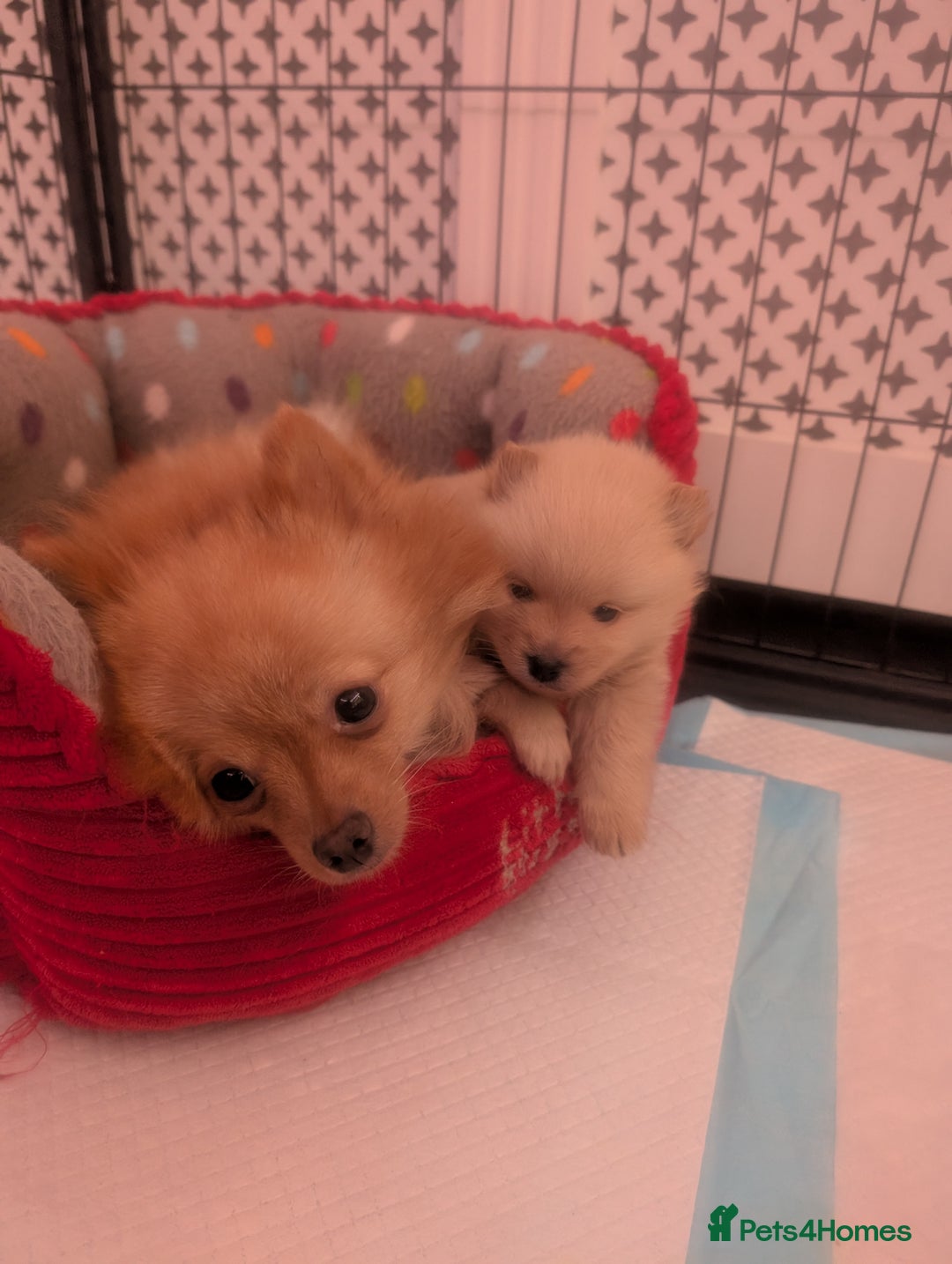 Mixed Breed dogs for sale: Pomeranian x Spitz puppy  - Advert 2