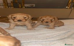 Cockapoo dogs for sale: Adorable Cockapoo Puppies  - Image 12