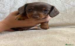 Miniature Dachshund dogs for sale: 3 gorgeous Chocolate and tan Girls  - Image 10