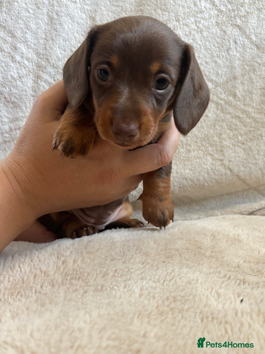 Miniature Dachshund dogs for sale: 3 gorgeous Chocolate and tan Girls  - Image 10