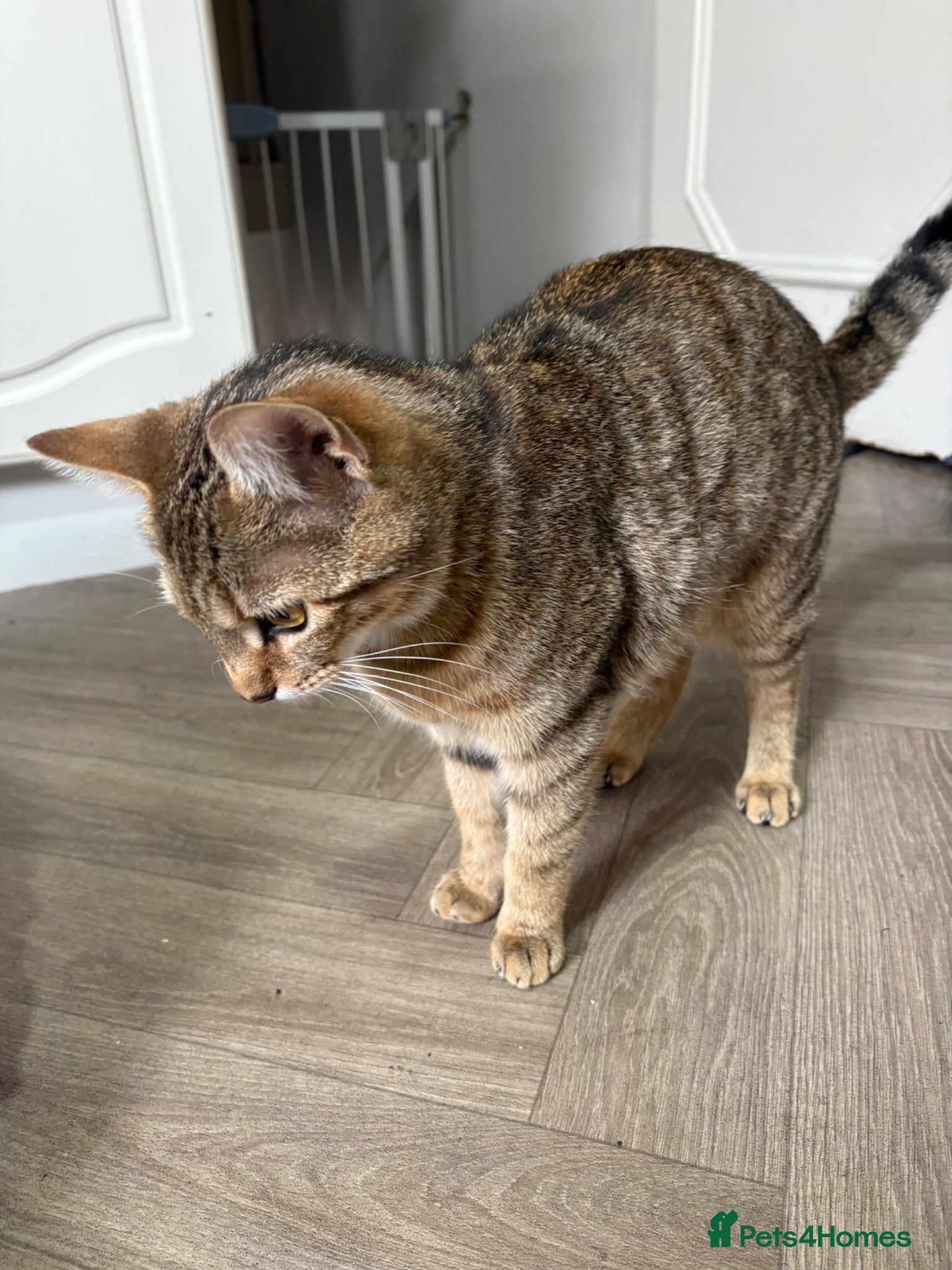 Domestic Shorthair cats Cute 2 Month Old Kittens for Sale 🐱 - Advert 2
