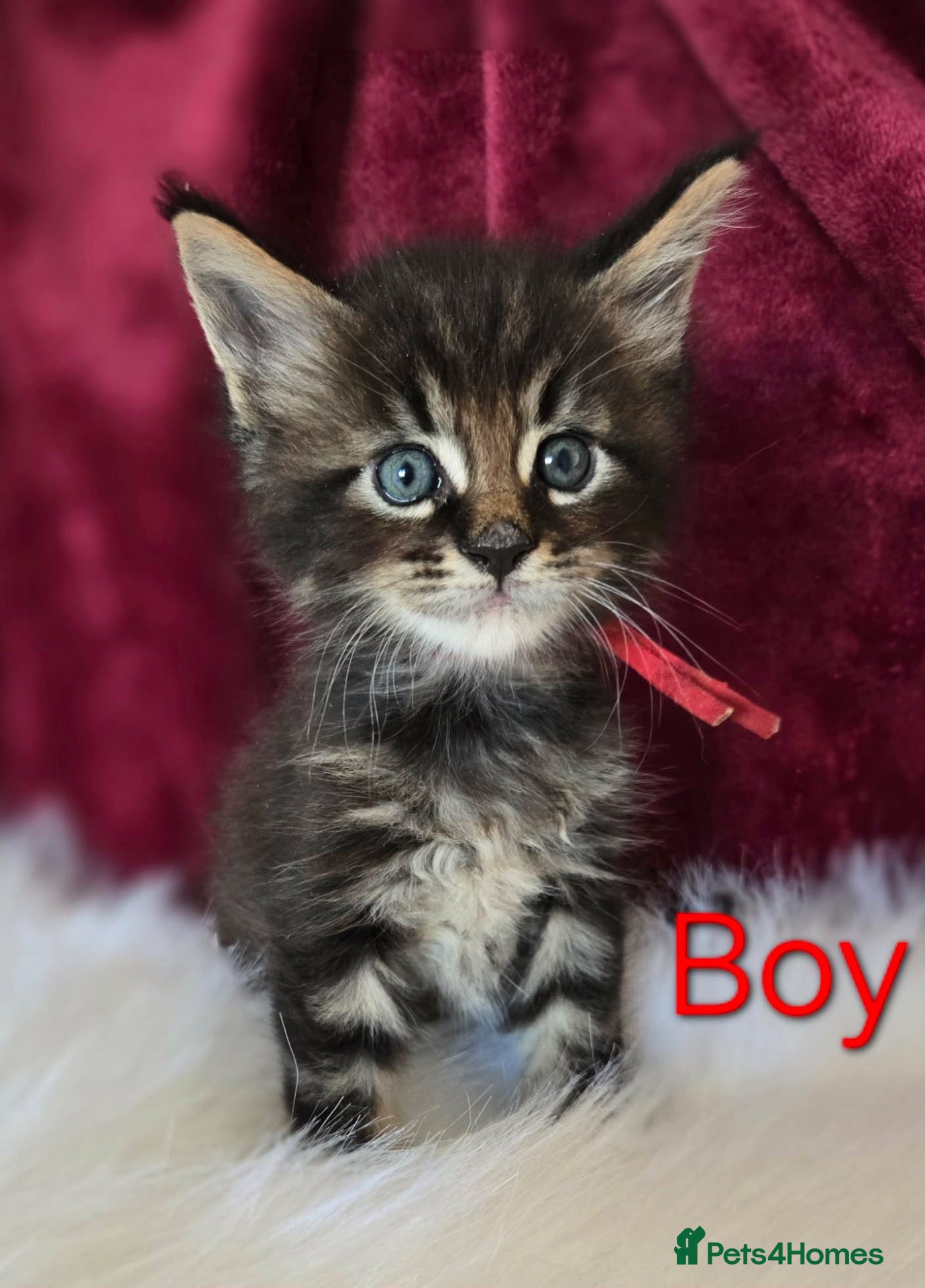 Maine Coon cats 6 TICA registered Maine Coon kittens. - Advert 1