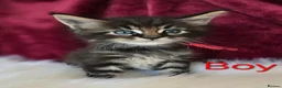 Maine Coon cats for sale: 6 TICA registered Maine Coon kittens. - Advert 21