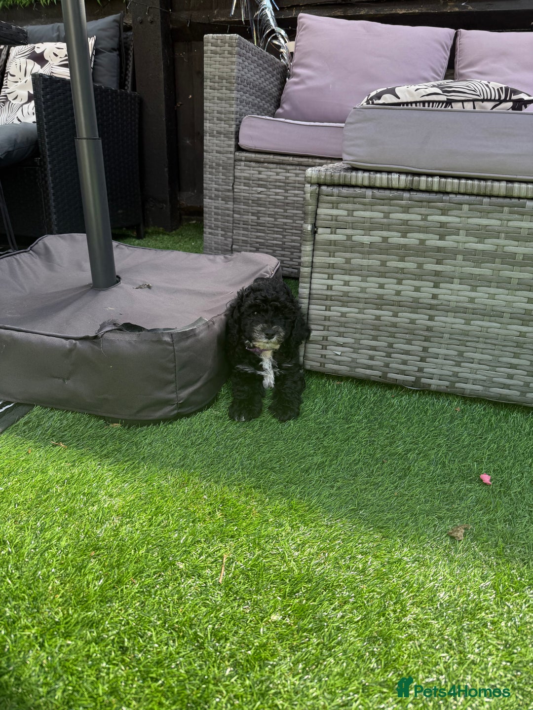 Cockapoo dogs for sale: 🐾ready to leave  black and white cockapoo - Image 3