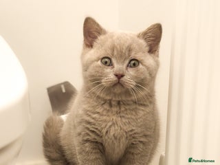British Shorthair cats British shorthair and longhair - Advert 8
