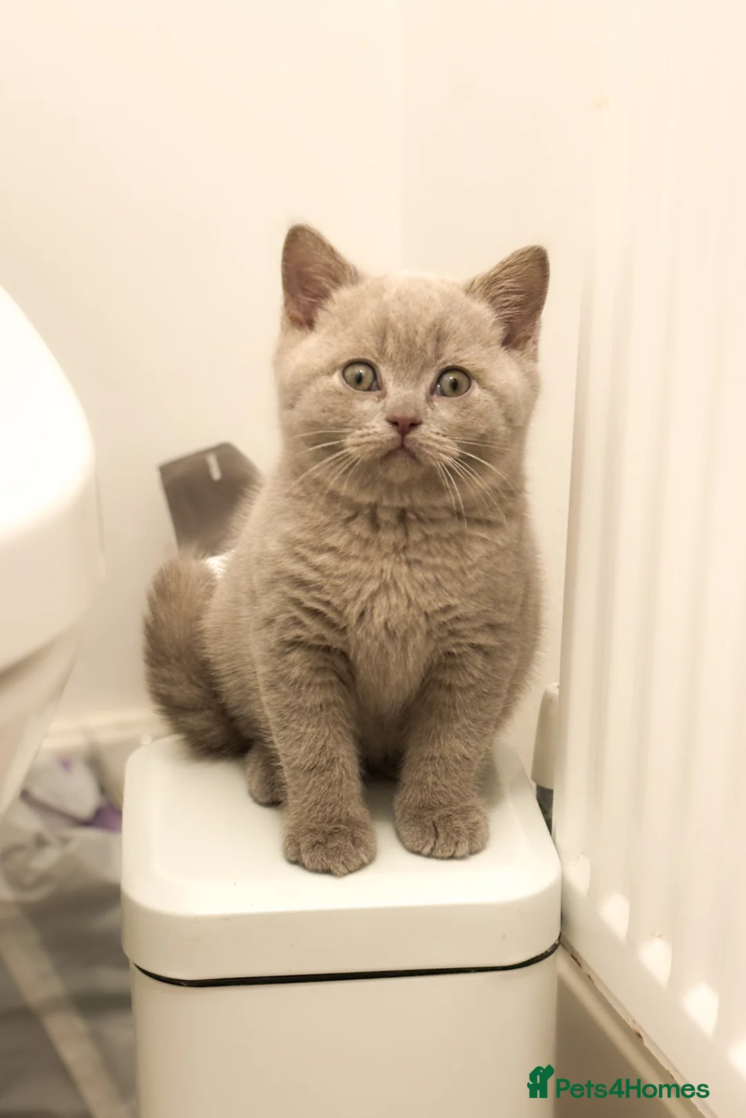 British Shorthair cats for sale: British shorthair and longhair  - Advert 5