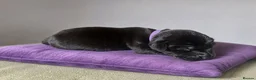 Labrador Retriever dogs for sale: KC Registered Pedigree Labrador Puppies - Advert 2