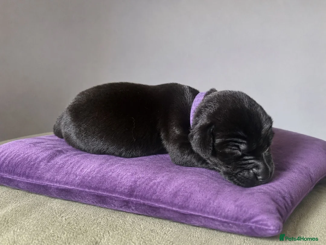 Labrador Retriever dogs for sale: KC Registered Pedigree Labrador Puppies - Advert 2
