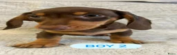Dachshund dogs for sale: Chocolate datchounds  in Stoke-on-Trent - Advert 5