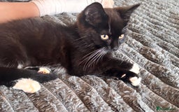 Mixed Breed cats for sale: Delightful mix-breed Siamese-black calico-kittens - Image 11