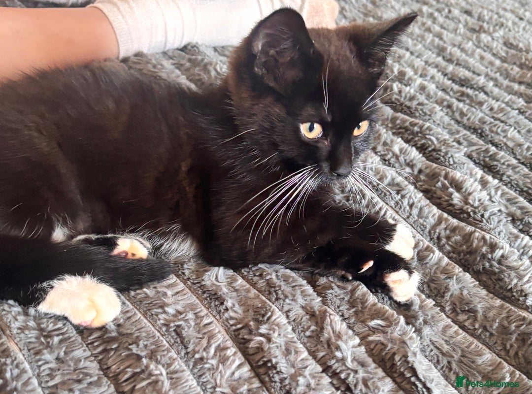 Mixed Breed cats for sale: Delightful mix-breed Siamese-black calico-kittens - Image 11