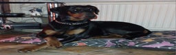 Dobermann dogs for sale: Dobermann Bitch 3 1/2 years old - Advert 5