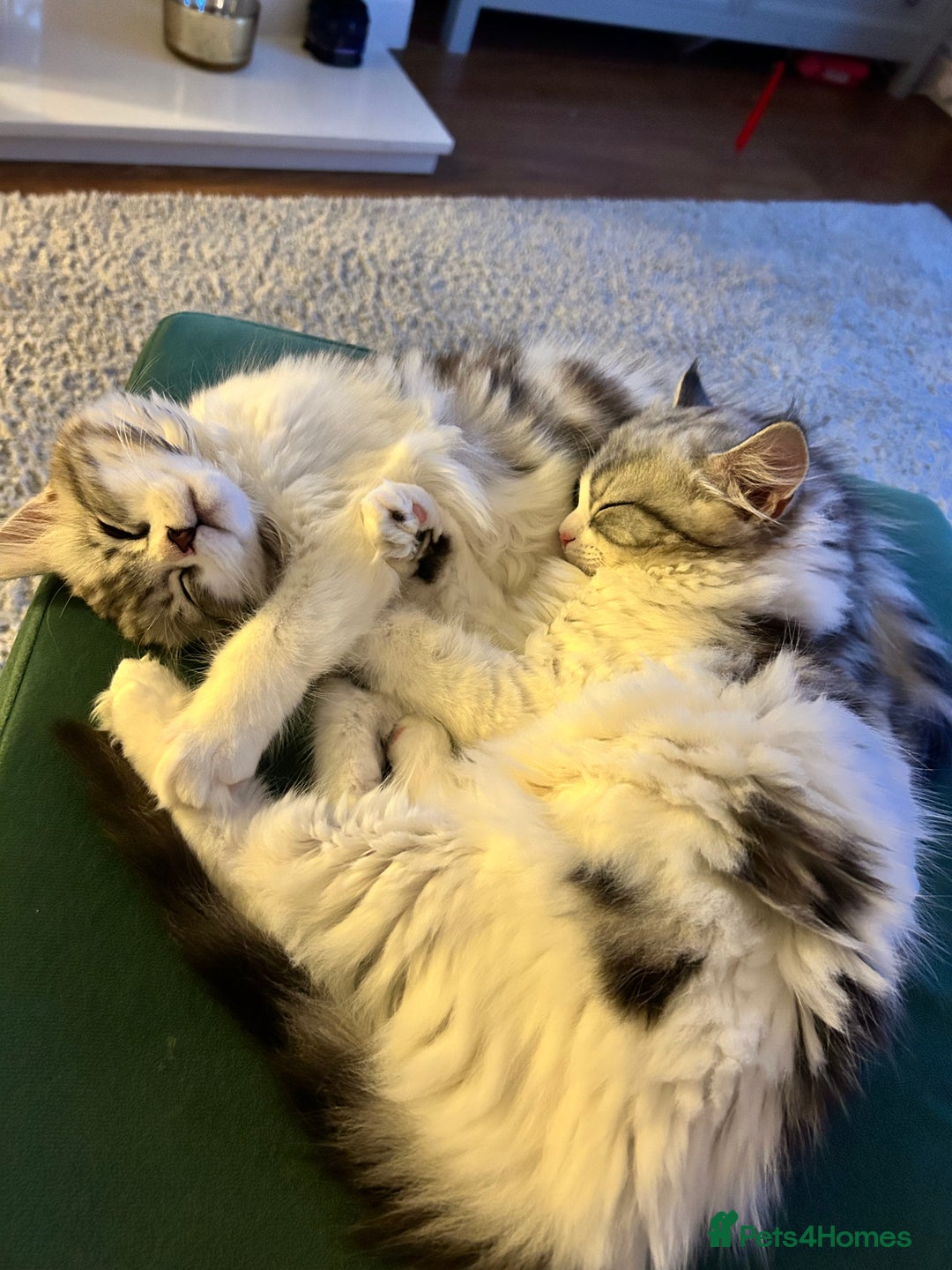 Persian cats for sale: Persian cross kittens  - Image 3