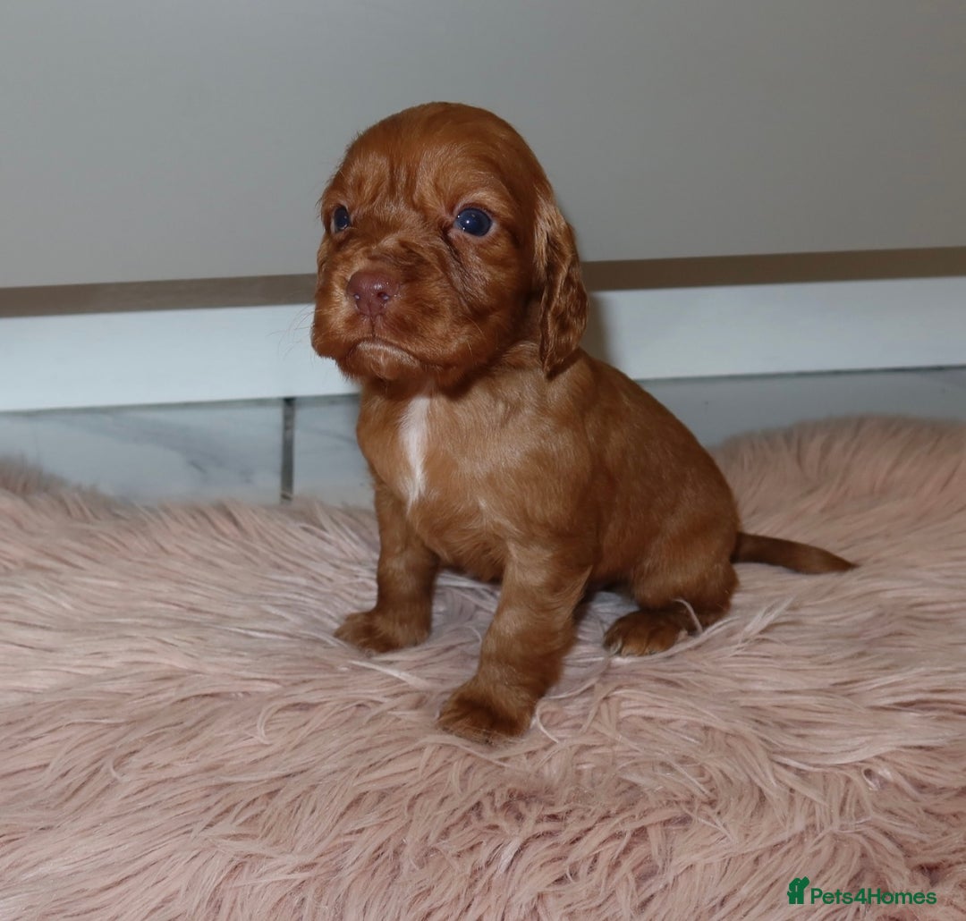 Cocker Spaniel dogs for sale: Gorgeous KC cocker spaniel puppies  - Advert 19