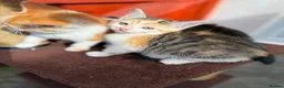 Mixed Breed cats for sale: Mixed ragdolls - Advert 8