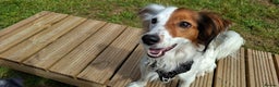 Mixed Breed dogs for sale: Sweet, Affectionate Lapdog – Jack Russell Cross - Advert 4