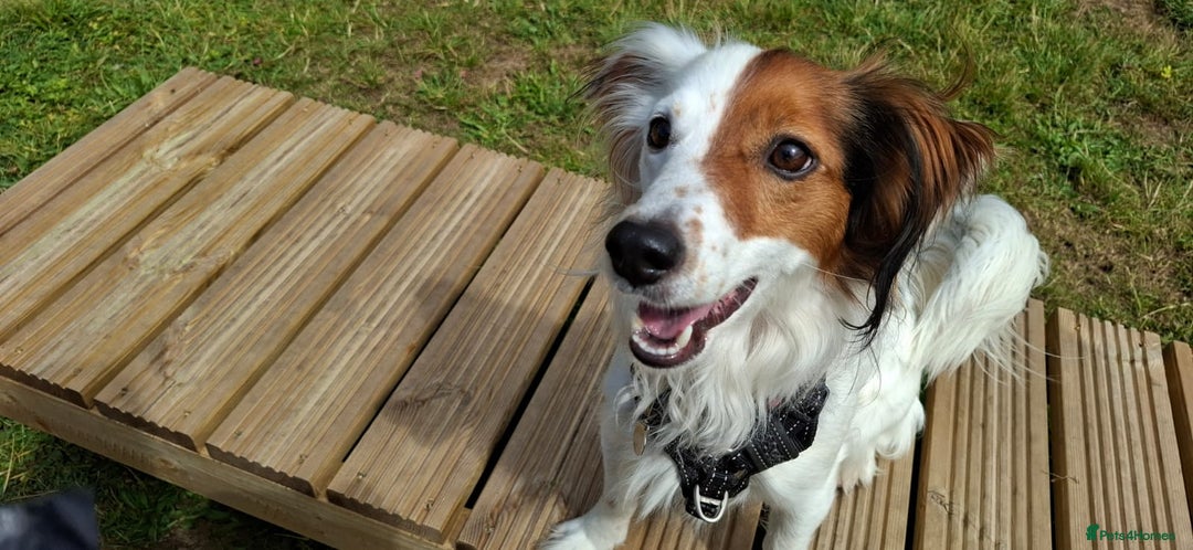 Mixed Breed dogs for sale: Sweet, Affectionate Lapdog – Jack Russell Cross - Advert 4