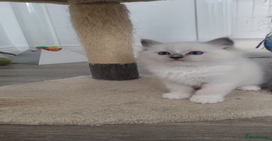Ragdoll cats - Advert 7