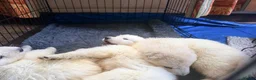 White Swiss Shepherd dogs for sale: White Swiss Shepherd Puppies 🐶 3 BOYS / 3 GIRLS - Advert 3