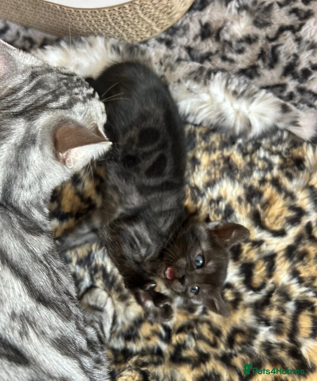 Bengal cats for sale: Beautiful Pedigree Silver Bengals - Advert 2