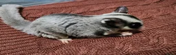 Sugar Glider rodents for sale: 3 sugars gliders with cage and accessories in Accrington - Advert 2