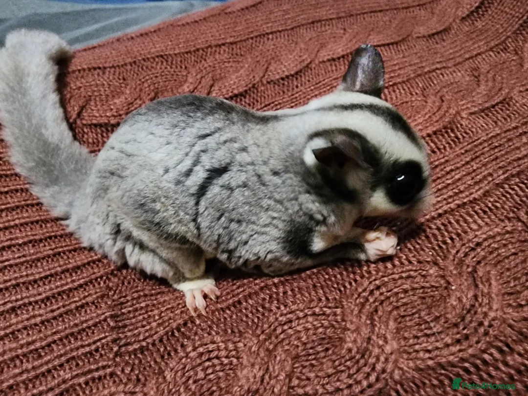 Sugar Glider rodents for sale: 3 sugars gliders with cage and accessories in Accrington - Advert 2