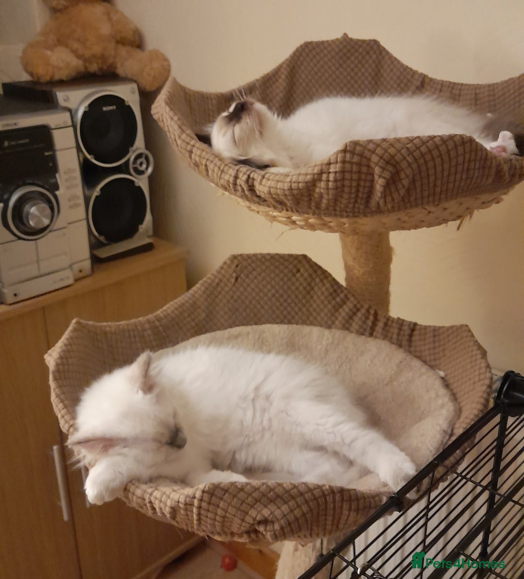Ragdoll cats for sale: 2 x Ragdoll kittens forsale - Image 4