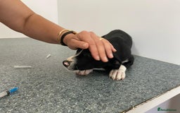 Mixed Breed dogs for adoption: Meet LUNA, a Lovely Puppy Girl - for a Loving Home - Image 27