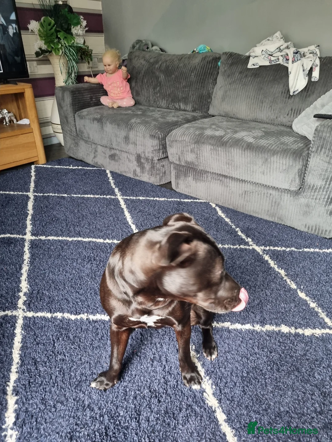 Mixed Breed dogs for sale: Cane corso cross French bulldog  - Advert 3