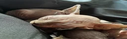 Sphynx cats for sale: 2 Sphynx kittens looking for forever homes  - Advert 7