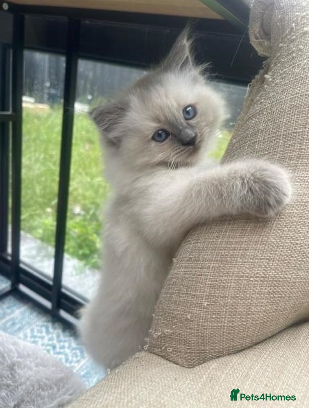 Ragdoll cats for sale: **Stunning pure bred ragdoll kittens*for*sale - Image 3