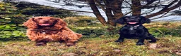 Sprocker dogs for sale: 5 Month Old Sprocker Spaniel Male. in Camborne - Advert 5