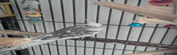 Cockatiels birds for sale: John cockatiels - Advert 8