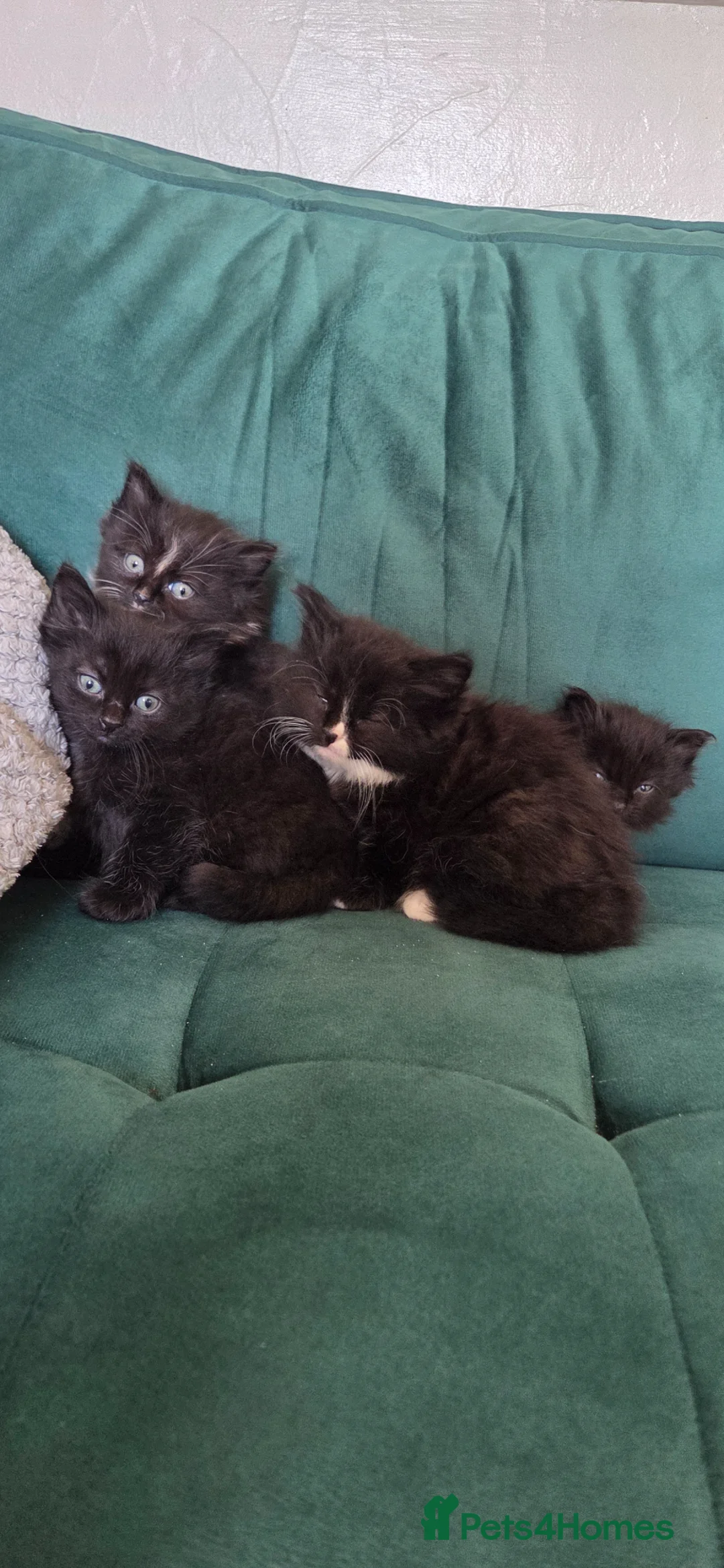 Mixed Breed cats for sale: Kittens for sale  in Normanton - Advert 1