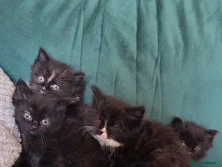 Mixed Breed cats Kittens for sale - Advert 5