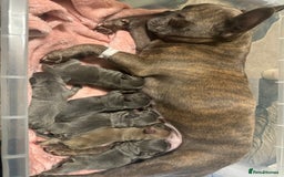 French Bulldog dogs for sale: Adorable French Bulldog Puppies in Barking - Image 30
