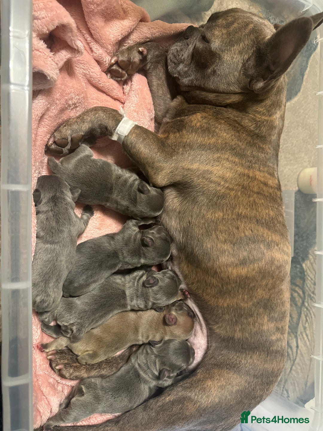 French Bulldog dogs for sale: Adorable French Bulldog Puppies in Barking - Image 30