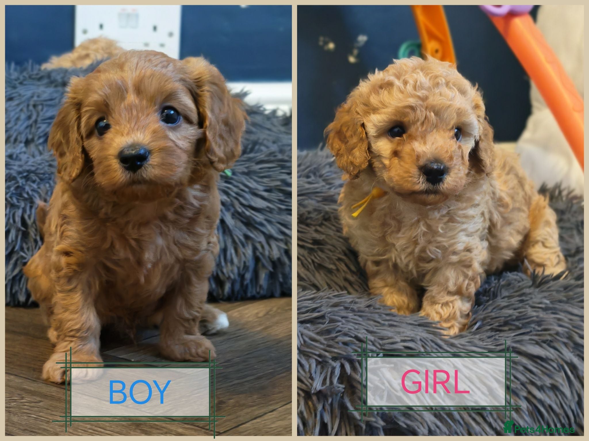 Cavapoo dogs Gorgeous Cavapoo Boy & Girl Available  - Advert 1