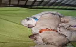 Golden Retriever dogs for sale: 🐾🐕Golden Retriever Puppies 🐶 🐕‍🦺 - Image 6