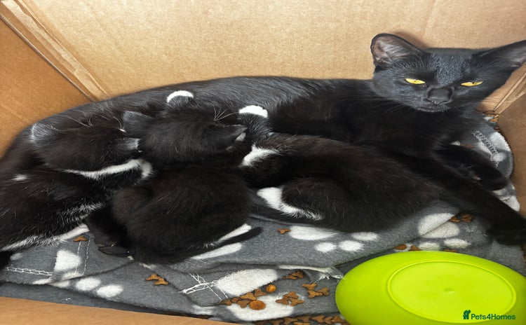 Domestic Shorthair cats - Advert 3